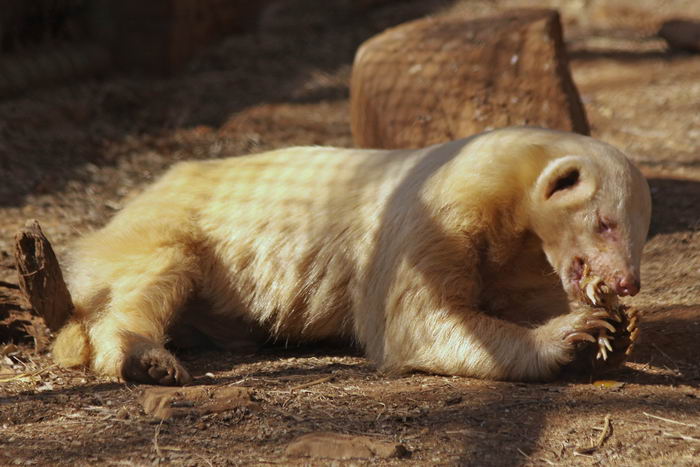 Медоед (Mellivora capensis)