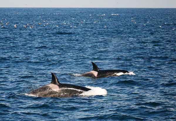 Касатки (Orcinus orca)