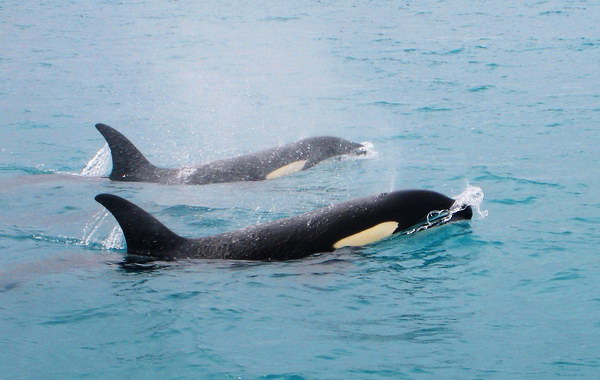 Касатка (Orcinus orca)