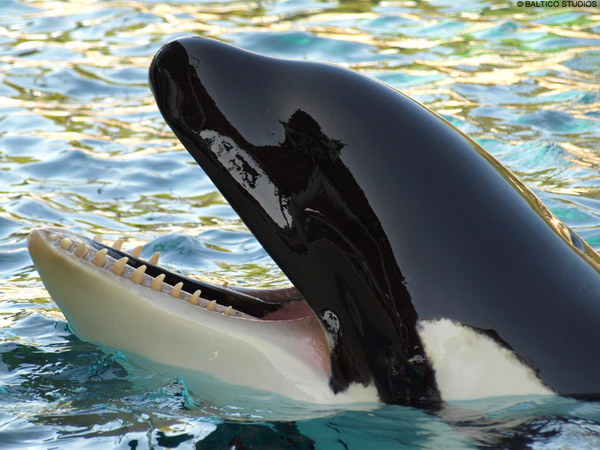 Касатка (Orcinus orca)