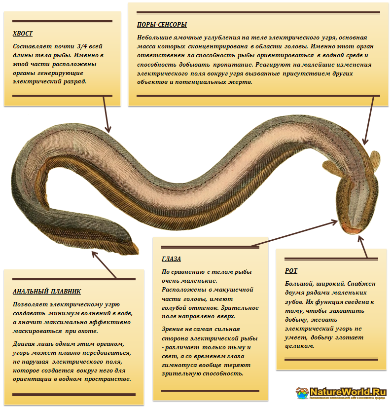 Электрический угорь (Electrophorus electricus или Gymnotus electricus) - интересные факты