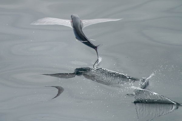 Летающая рыба (Exocoetidae)