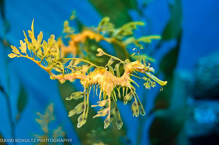 Лиственный морской дракон или морской дракон Глауэрта (Phycodurus eques)