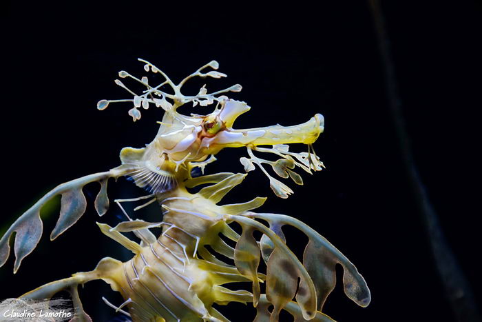 Лиственный морской дракон или морской дракон Глауэрта (Phycodurus eques)