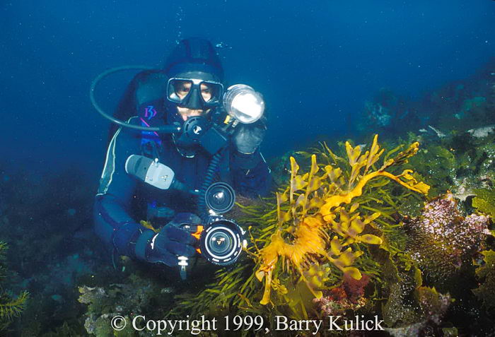 Лиственный морской дракон или морской дракон Глауэрта (Phycodurus eques)