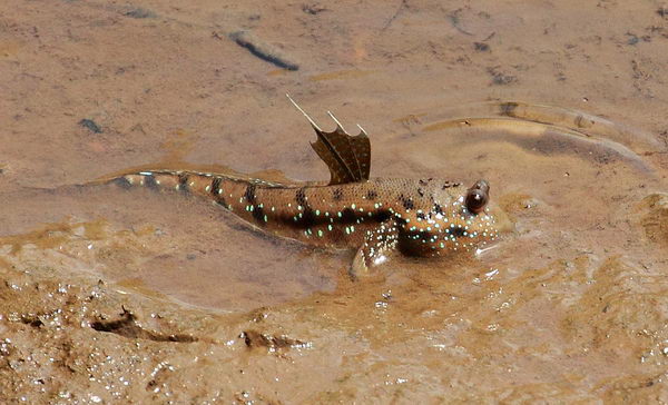 Periophthalmus modestus