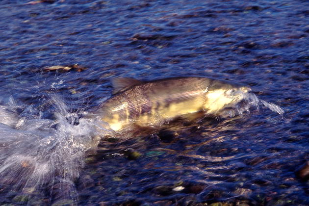 Кета (Oncorhynchus keta) на мелководье