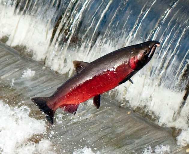 Кижуч (Oncorhynchus kisutch)