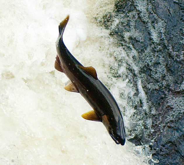 Кижуч (Oncorhynchus kisutch) - самец