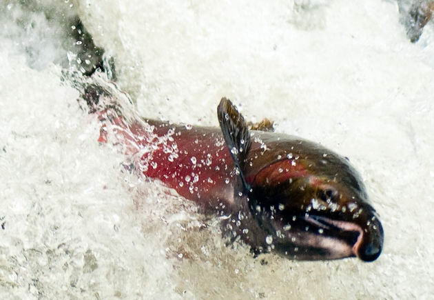 Кижуч (Oncorhynchus kisutch)