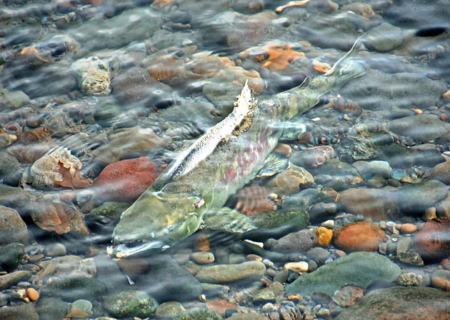 Кижуч (Oncorhynchus kisutch) на мелководье