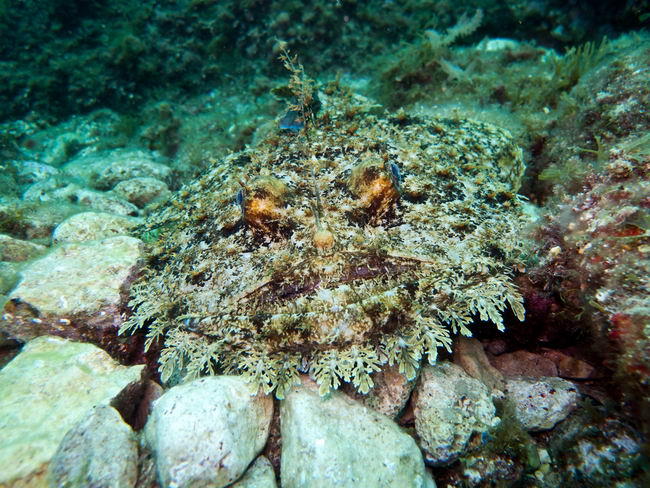 Морской черт вида Lophius piscatorius