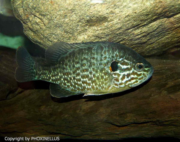 Голубой окунь солнечный (Lepomis gibbosus)