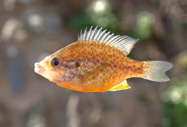 Голубой солнечный окунь (Lepomis gibbosus)