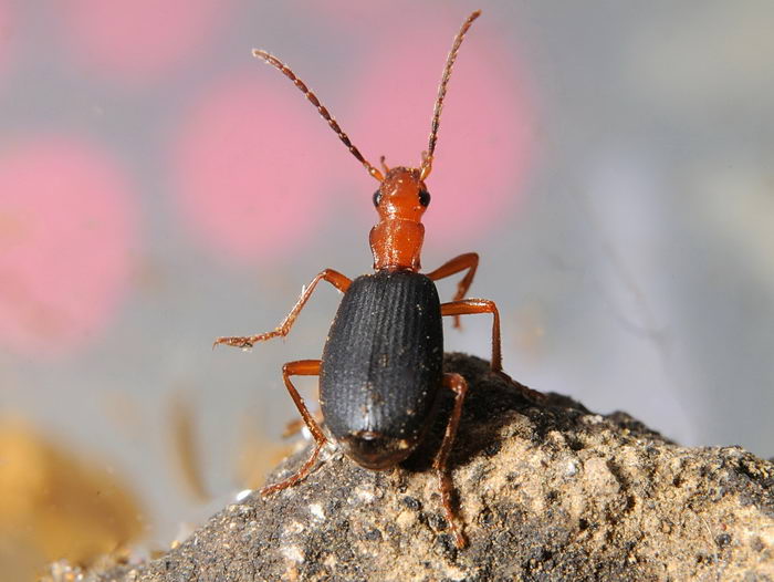 Жук бомбардир (Brachinus crepitans)