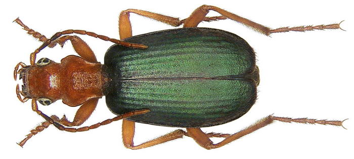 Жук бомбардир (Brachinus crepitans)