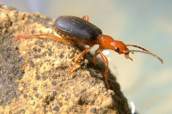 Жук бомбардир (Brachinus crepitans)