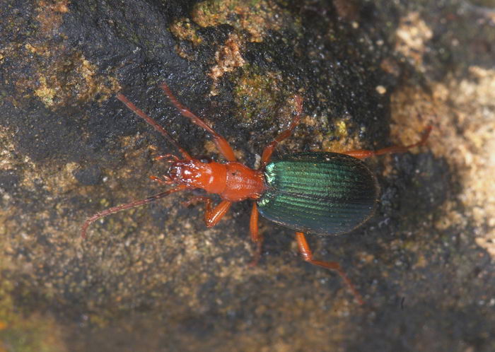 Жук бомбардир (Brachinus crepitans)