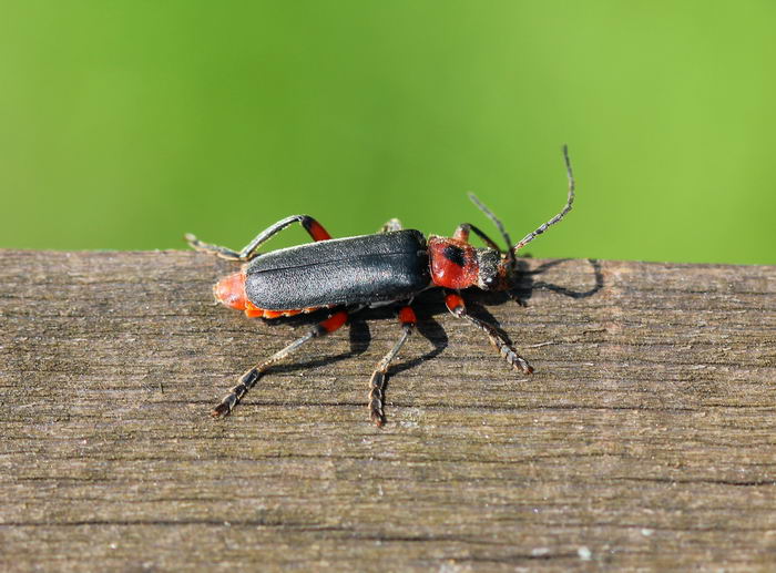 Жук пожарник (Cantharis rustica) или мягкотелка деревенская, красноногая