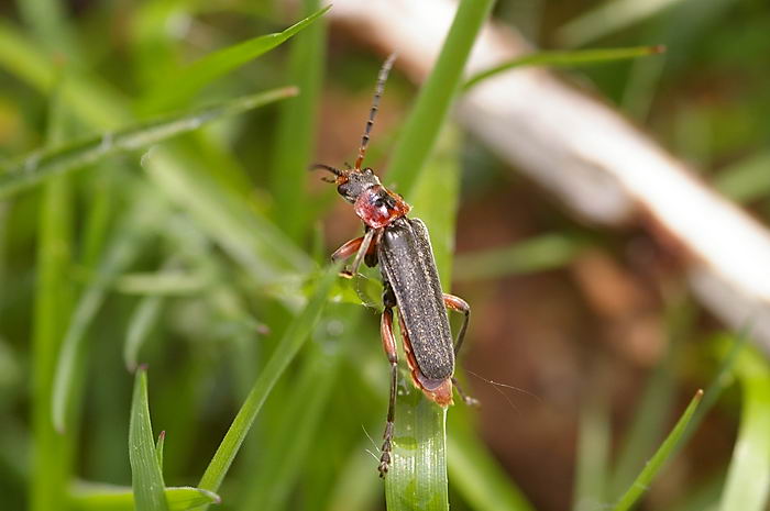 Жук пожарник (Cantharis rustica) или мягкотелка деревенская, красноногая