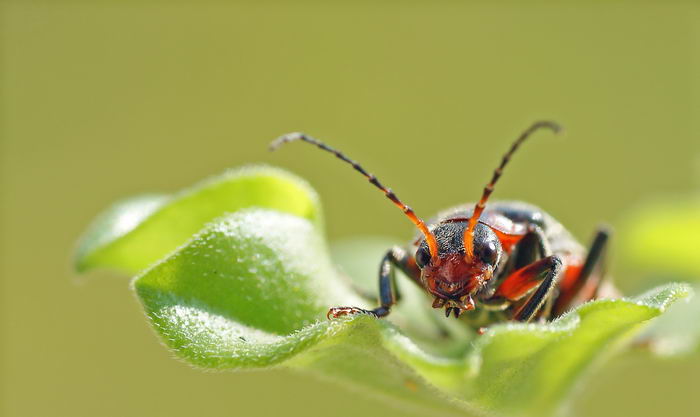 Жук пожарник (Cantharis rustica) или мягкотелка деревенская, красноногая