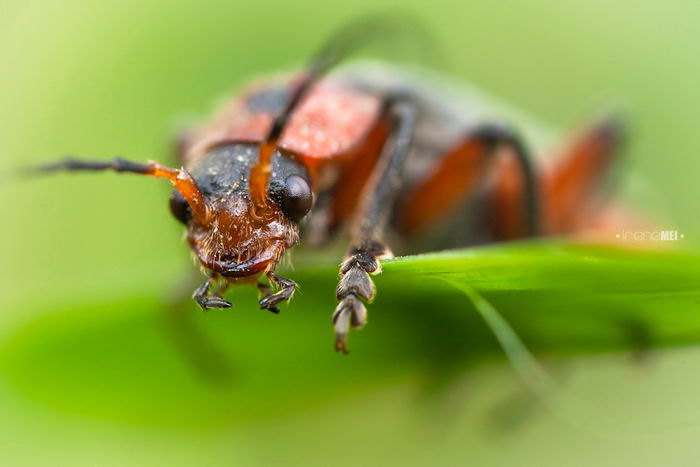 Жук пожарник (Cantharis rustica) или мягкотелка деревенская, красноногая