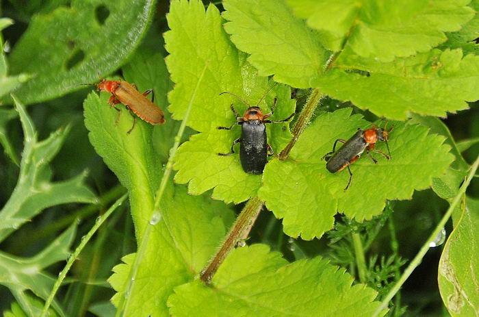 Три мягкотелки: Мягкотелка цветочная (Cantharis livida), Мягкотелка яркая (Cantharis pellucida) и Мягкотелка красноногая или деревенская (Cantharis rustica)