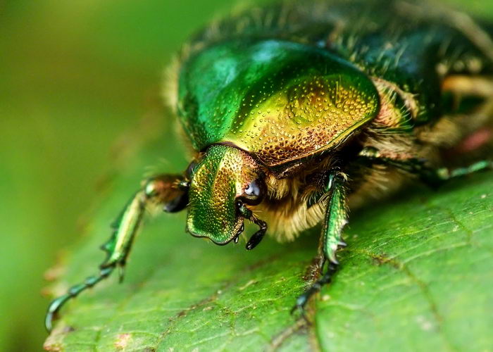 Золотистая бронзовка (Cetonia aurata)