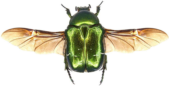 Золотистая бронзовка (Cetonia aurata)