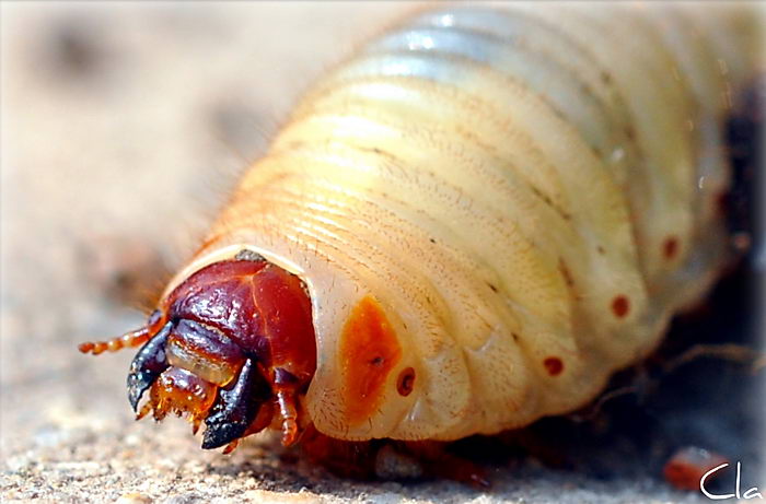 Золотистая бронзовка (Cetonia aurata)