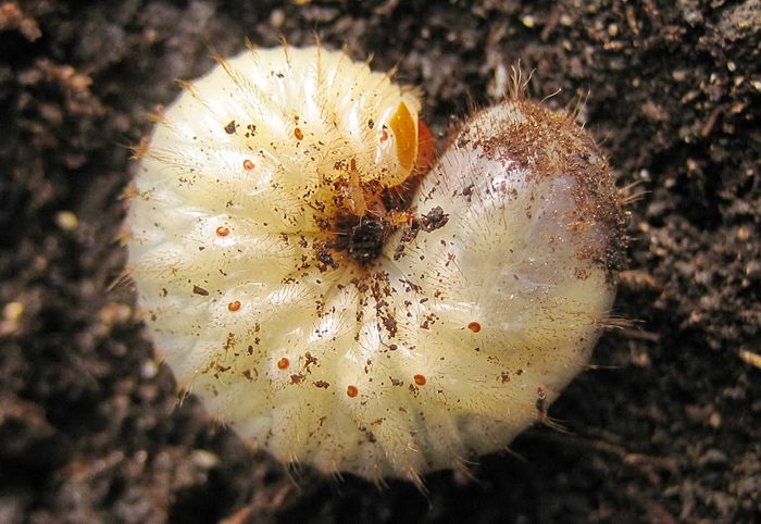 Золотистая бронзовка (Cetonia aurata)