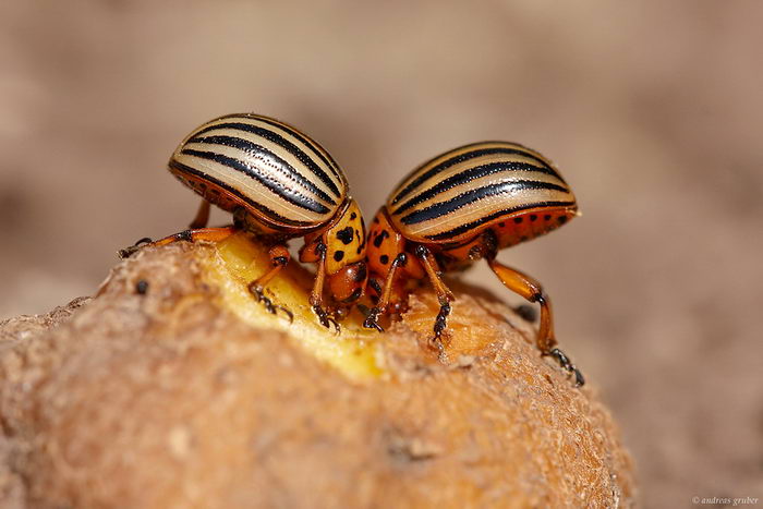 Колорадский картофельный жук (Leptinotarsa decemlineata)