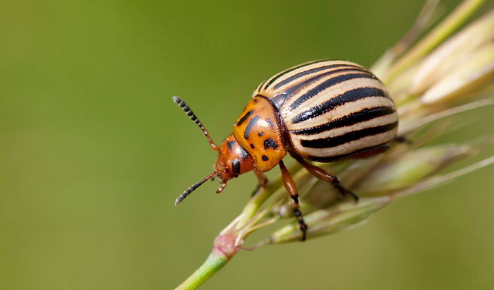 Колорадский картофельный жук (Leptinotarsa decemlineata)