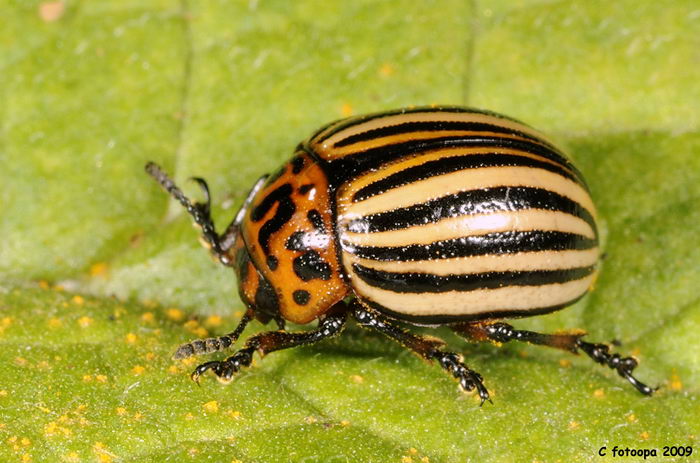 Колорадский картофельный жук (Leptinotarsa decemlineata)