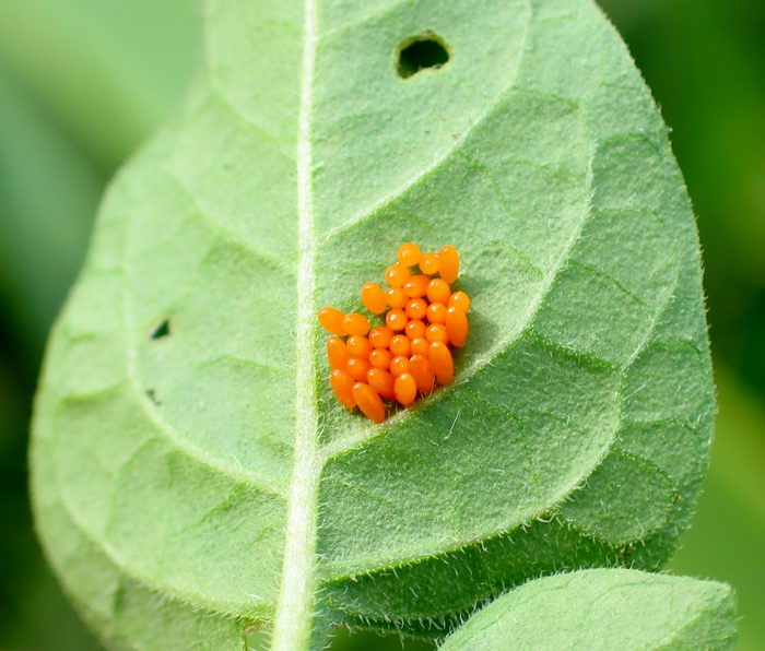 Колорадский картофельный жук (Leptinotarsa decemlineata) - яйца