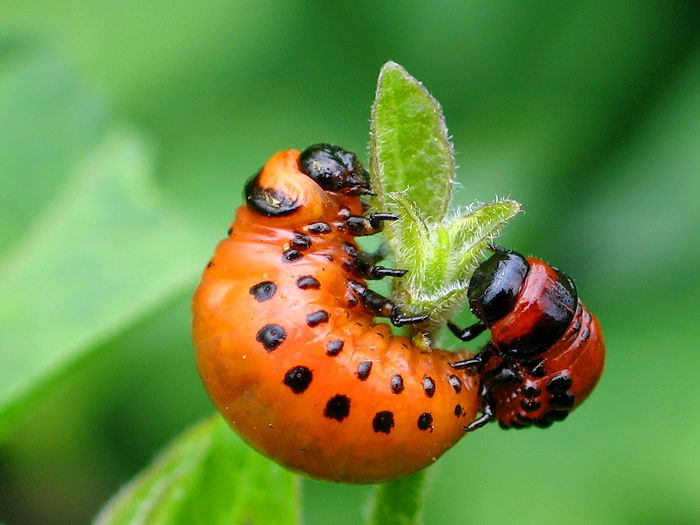 Колорадский картофельный жук (Leptinotarsa decemlineata) - личинки