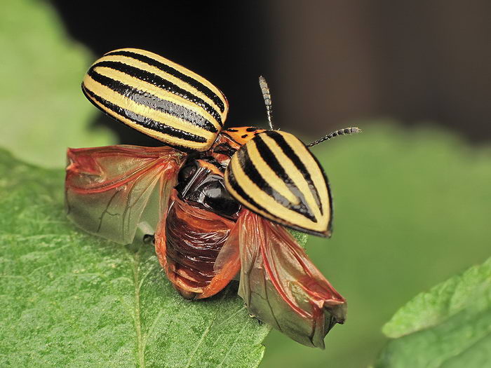 Колорадский картофельный жук (Leptinotarsa decemlineata)