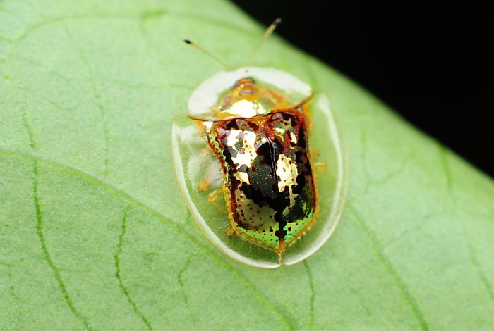 Жук золотая черепаха (Charidotella sexpunctata)