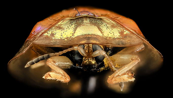 Жук золотая черепаха (Charidotella sexpunctata)