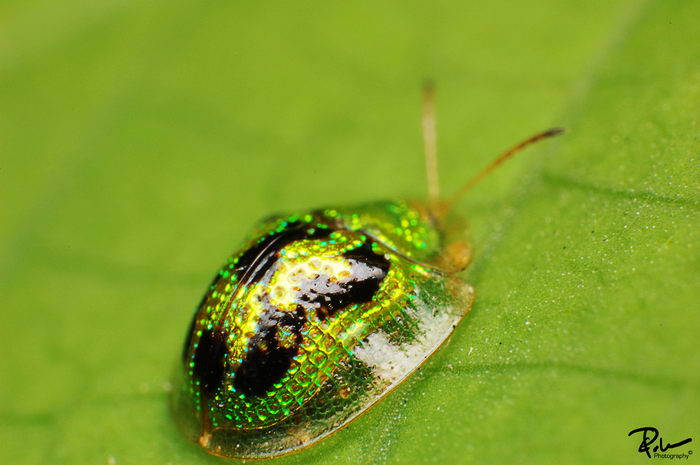 Жук золотая черепаха (Charidotella sexpunctata)