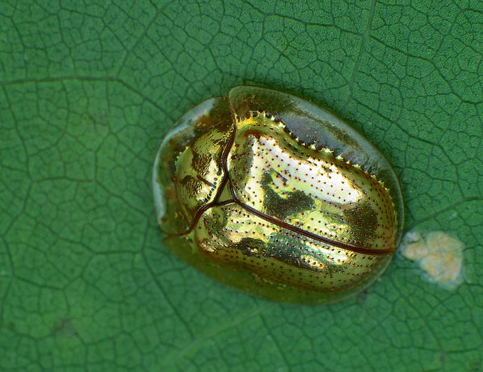 Жук золотая черепаха (Charidotella sexpunctata)