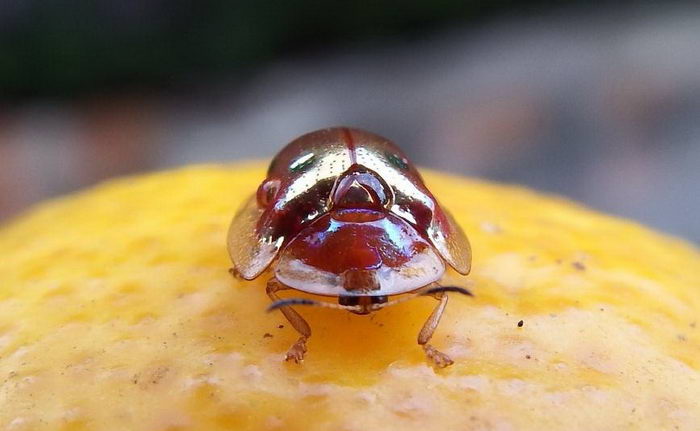 Жук золотая черепаха (Charidotella sexpunctata)