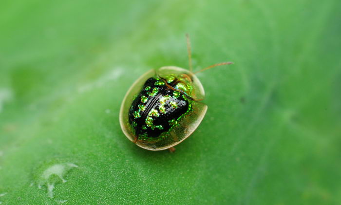 Жук золотая черепаха (Charidotella sexpunctata)