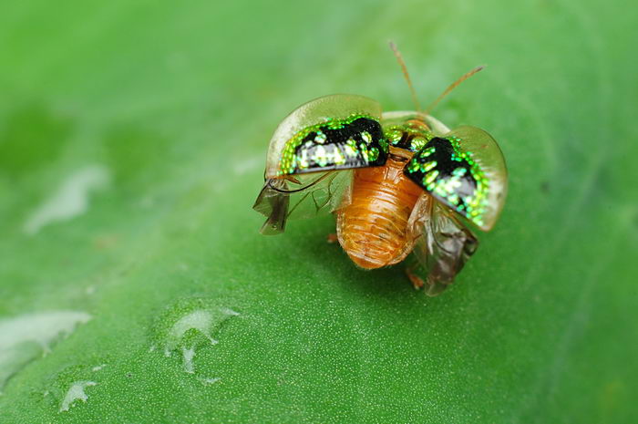 Жук золотая черепаха (Charidotella sexpunctata)