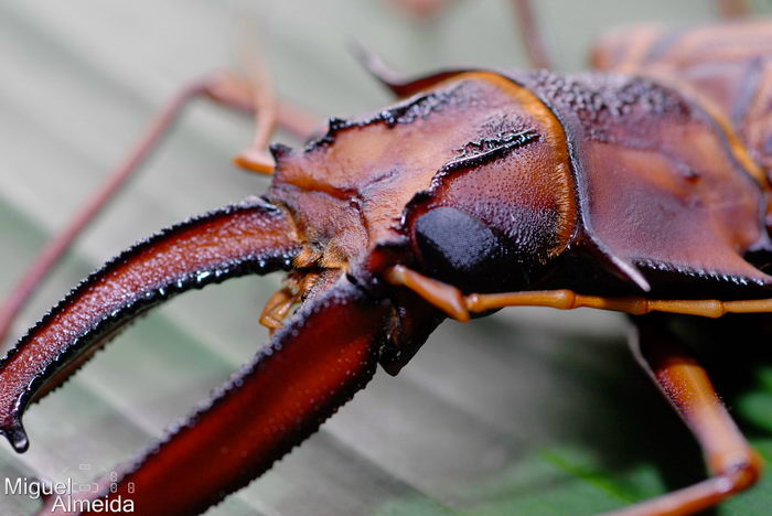 Дровосек-большезуб (Macrodontia cervicornis)