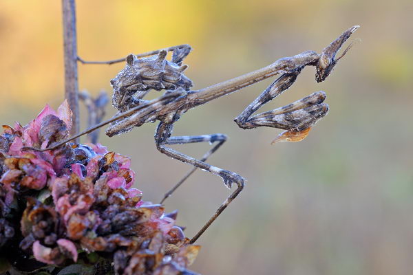 Богомол эмпуза (Empusa pennata)