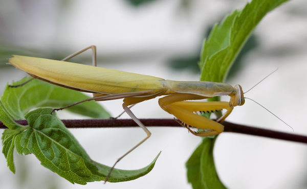 Mantis religiosa (Богомол обыкновенный)