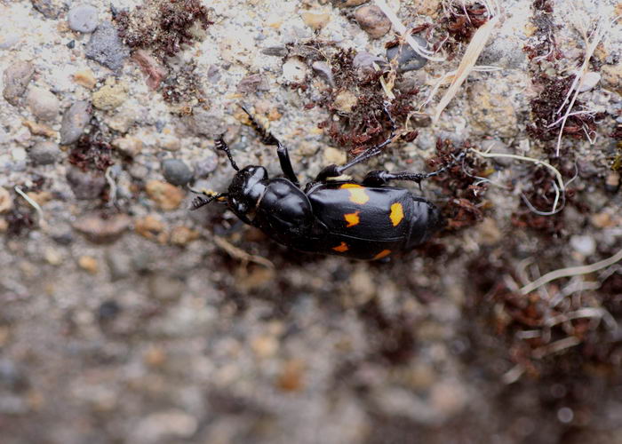 Жук-могильщик Nicrophorus defodiens