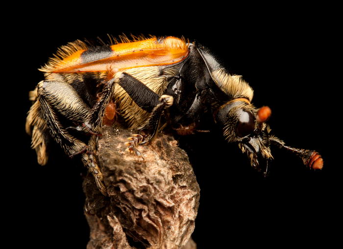 Могильщик погребальный (Nicrophorus vespillo)