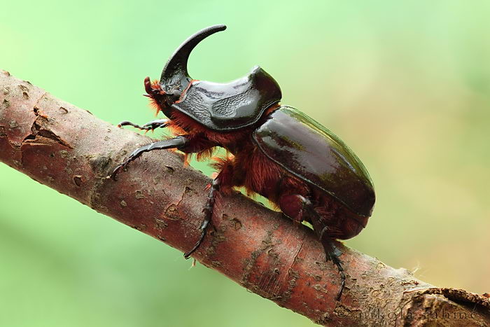 Жук носорог обыкновенный (Oryctes nasicornis)